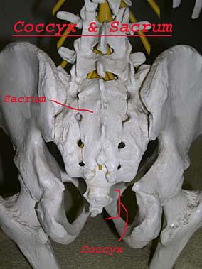 coccyx and sacrum rear view