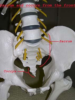 coccyx and sacrum front view