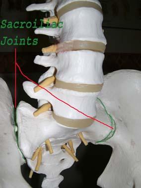 Close-up diagram of Sacriliac Joints